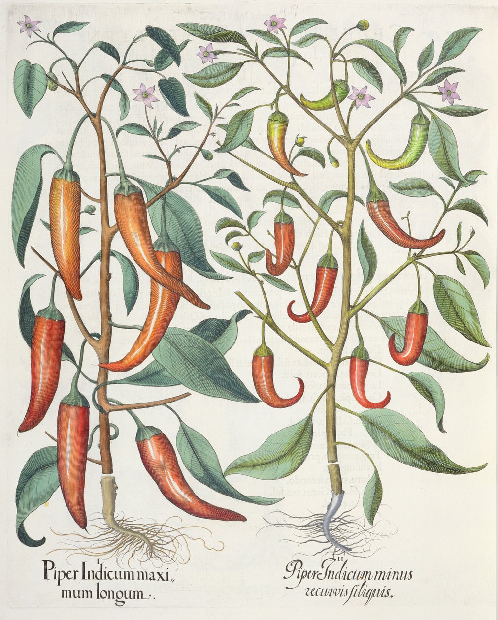Poivrons, du Hortus Eystettensis par Basil Besler - German School