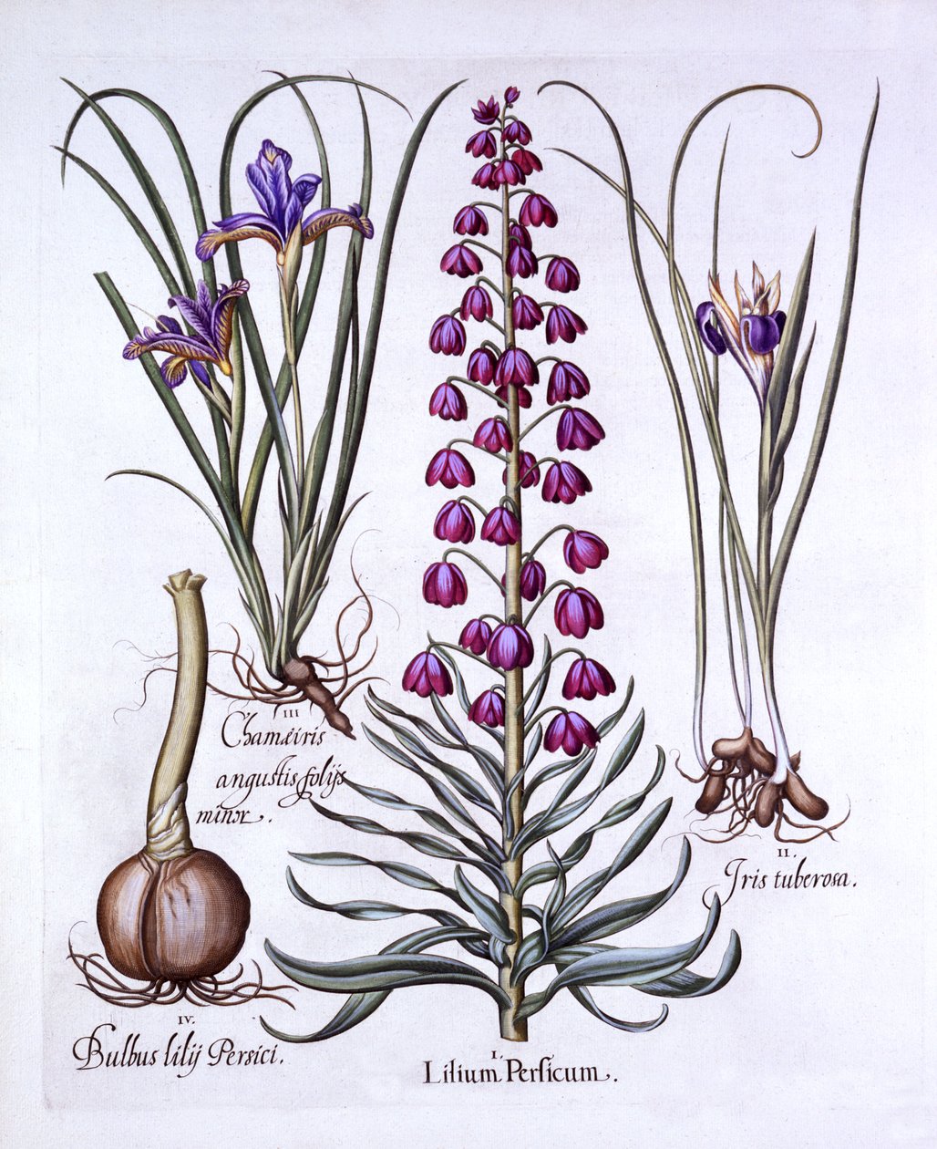 Lys persan et iris, de Hortus Eystettensis, par Basil Besler, pub. 1613 - German School