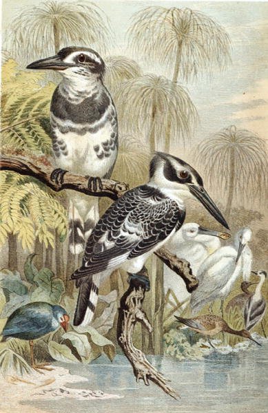 Martin-pêcheur pie, planche de "Brehms Tierleben : Connaissance générale du règne animal", vol.5, p.60, publié par Bibliographisches Institut - German School