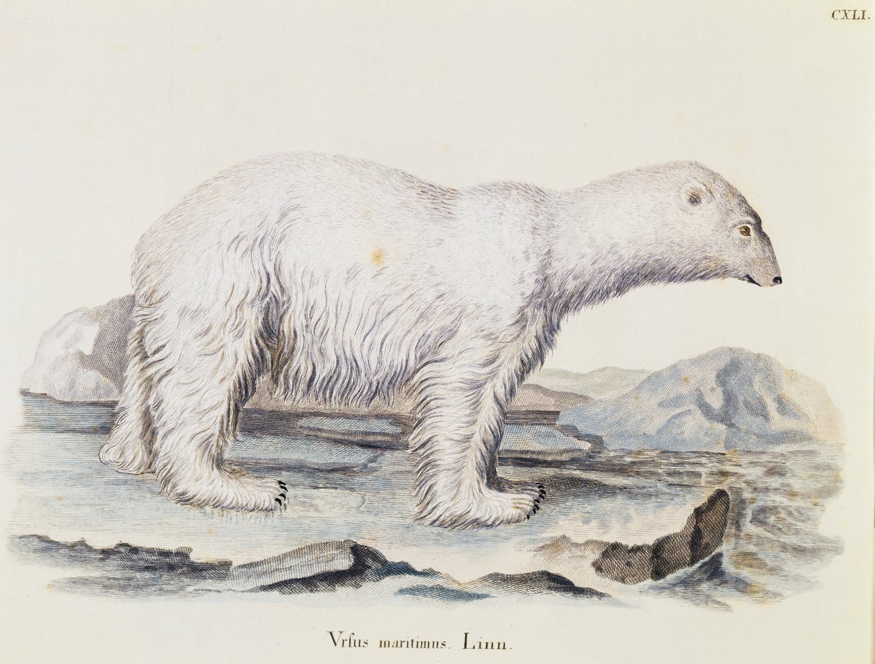 Ours polaire (Ursus maritimus), des Mammifères illustrés de la Nature avec descriptions, par Johann Christian Daniel von Schreber (1739-1810), gravure par IC Bock d
