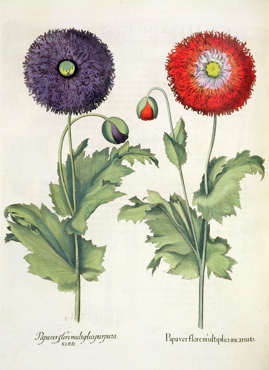 Pavots, du Hortus Eystettensis par Basil Besler - German School
