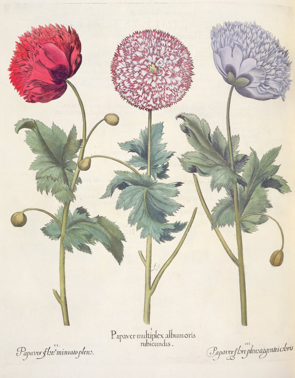Pavots : 1.Papaver multiplex albumoris rubicundis ; 2.Papaver flore miniato plens ; 3.Papaver flore plensargentei coloris, du Hortus Eystettensis par Basil Besler (1561-1629), pub. 1613 - German School
