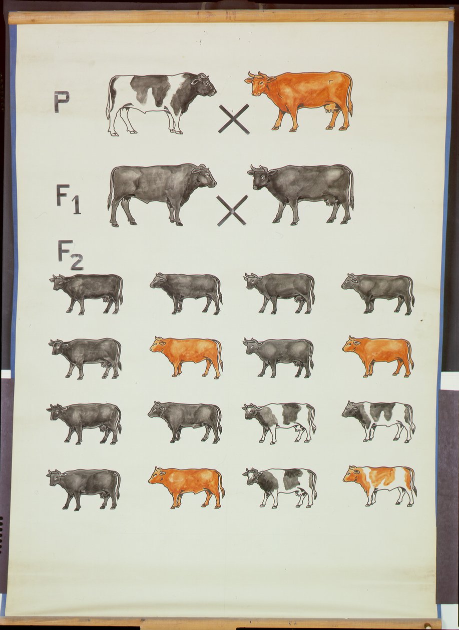 Affiche démontrant la loi de Mendel chez les bovins - German School