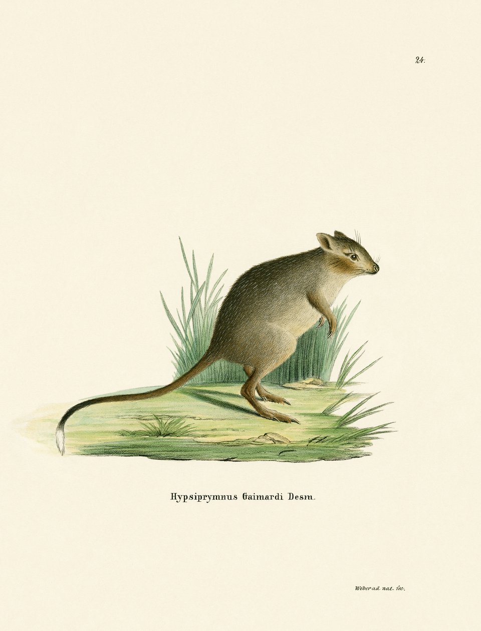Potoroo - German School