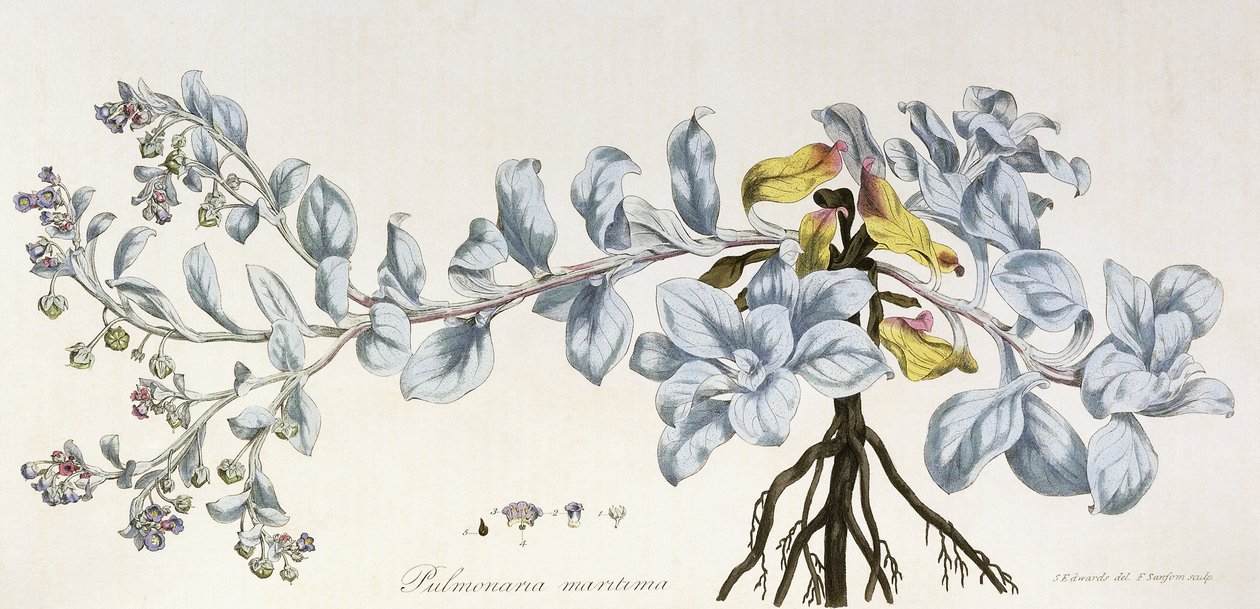 Pulmonaria Maritima, 1785-1788 - German School