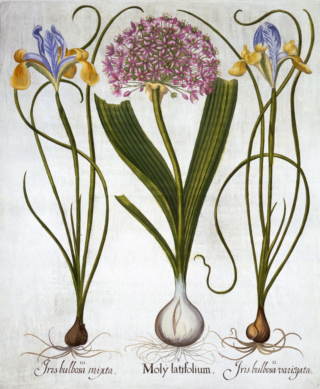 Purple Sensation et Spanish Irises, de Hortus Eystettensis, par Basil Besler, pub. 1613 - German School