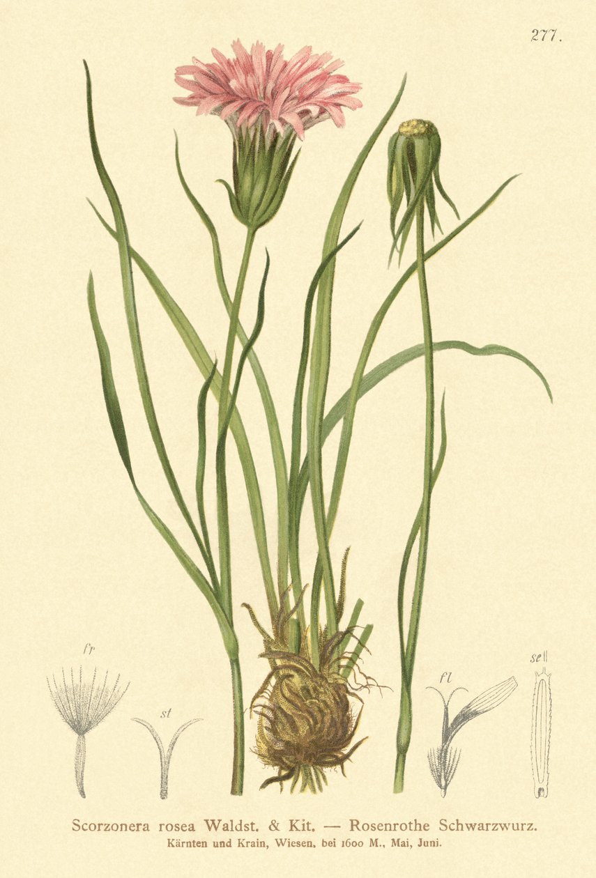 Scorsonère rose - German School