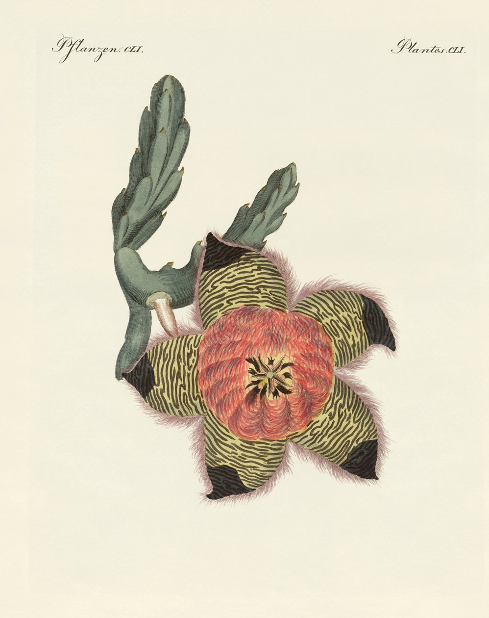 Plantes rares d