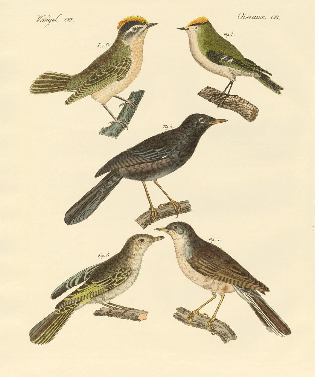 Oiseaux rares et beaux d