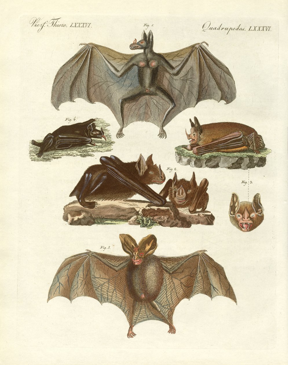 Chauves-souris rares - German School