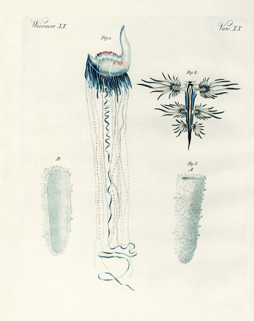 Espèces rares de mollusques - German School