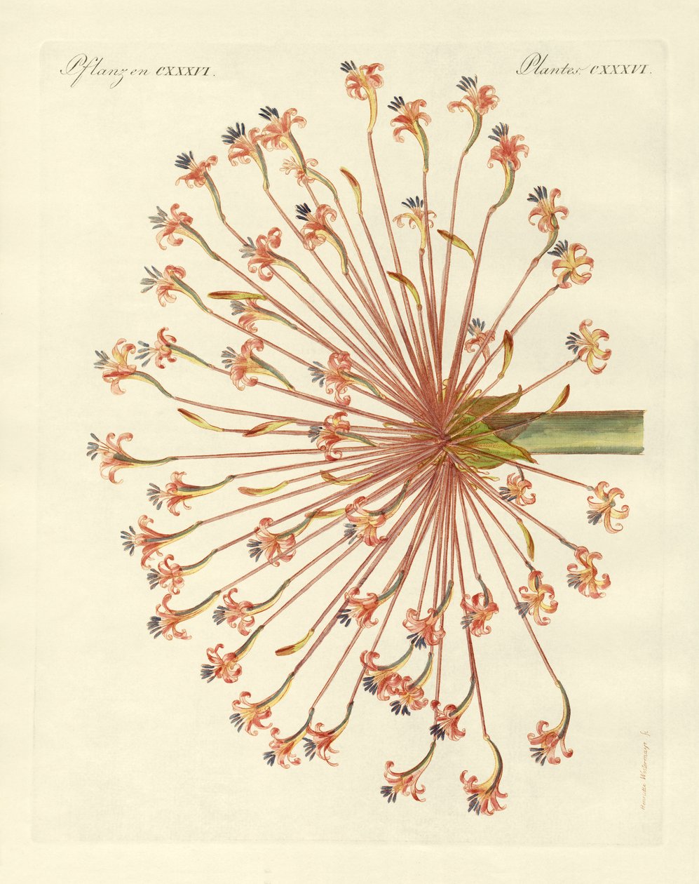 Plantes ornementales rares (gravure en couleur) - German School