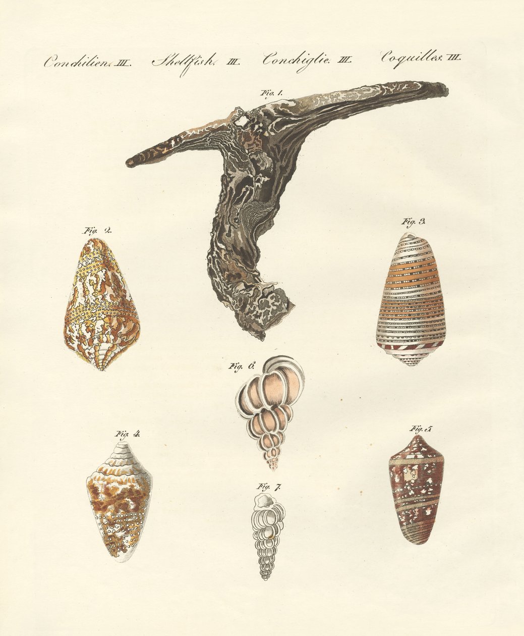 Coquillages rares - German School