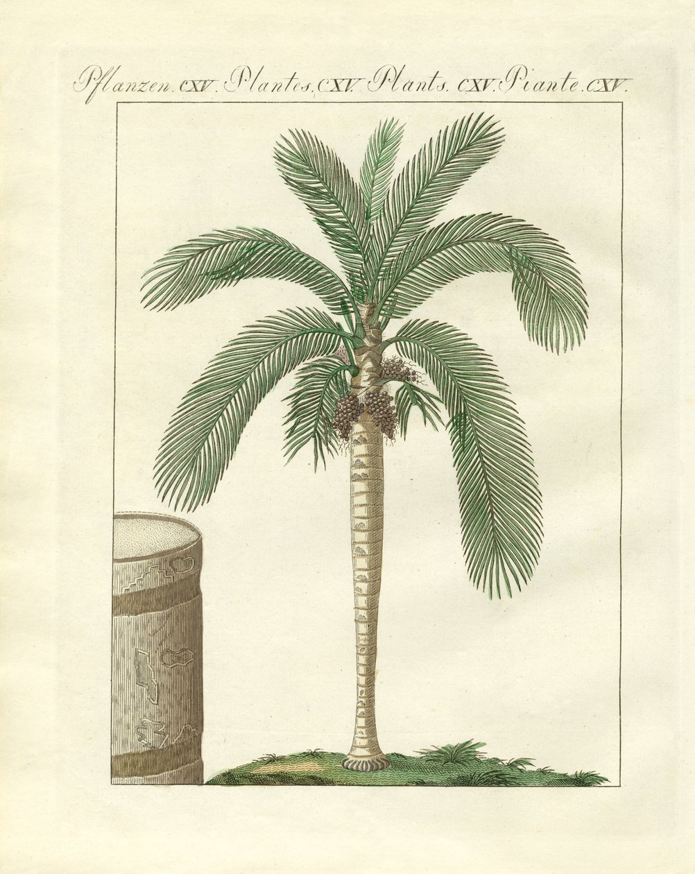 Arbres rares (gravure en couleur) - German School