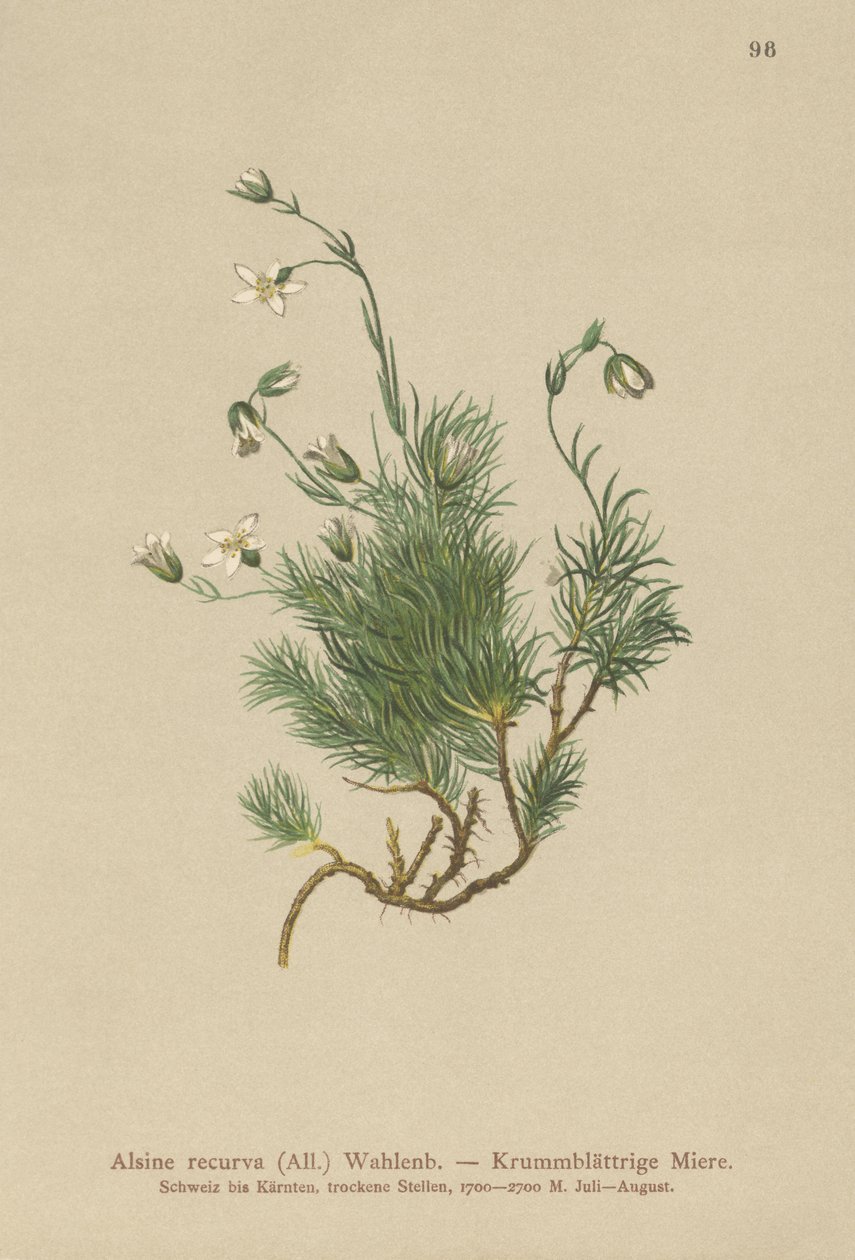 Sabuline recourbée (Alsine recurva, Minuartia recurva) - German School