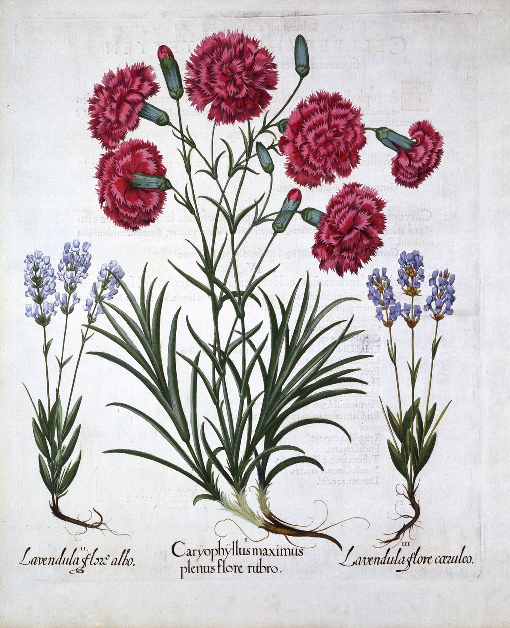 Red Carnation et Lavender, de Hortus Eystettensis, par Basil Besler, pub. 1613 - German School