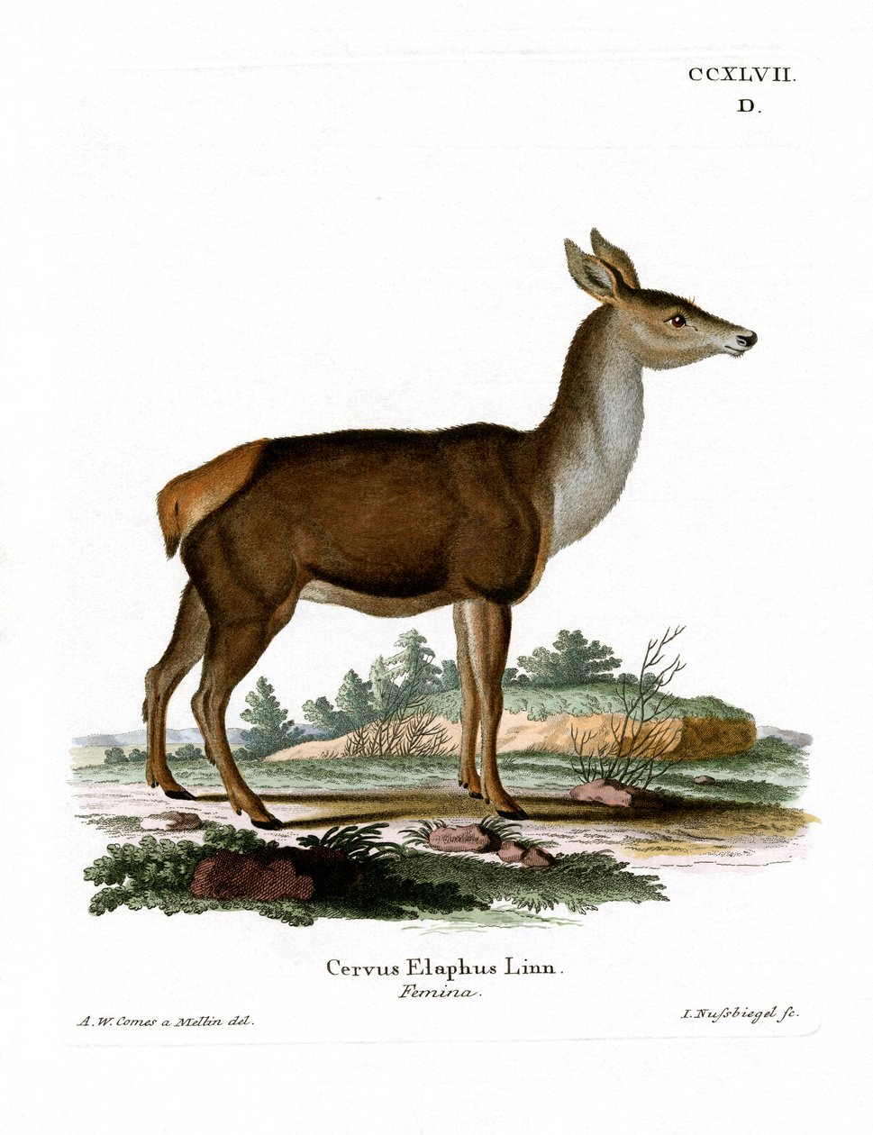 Cerf rouge - German School