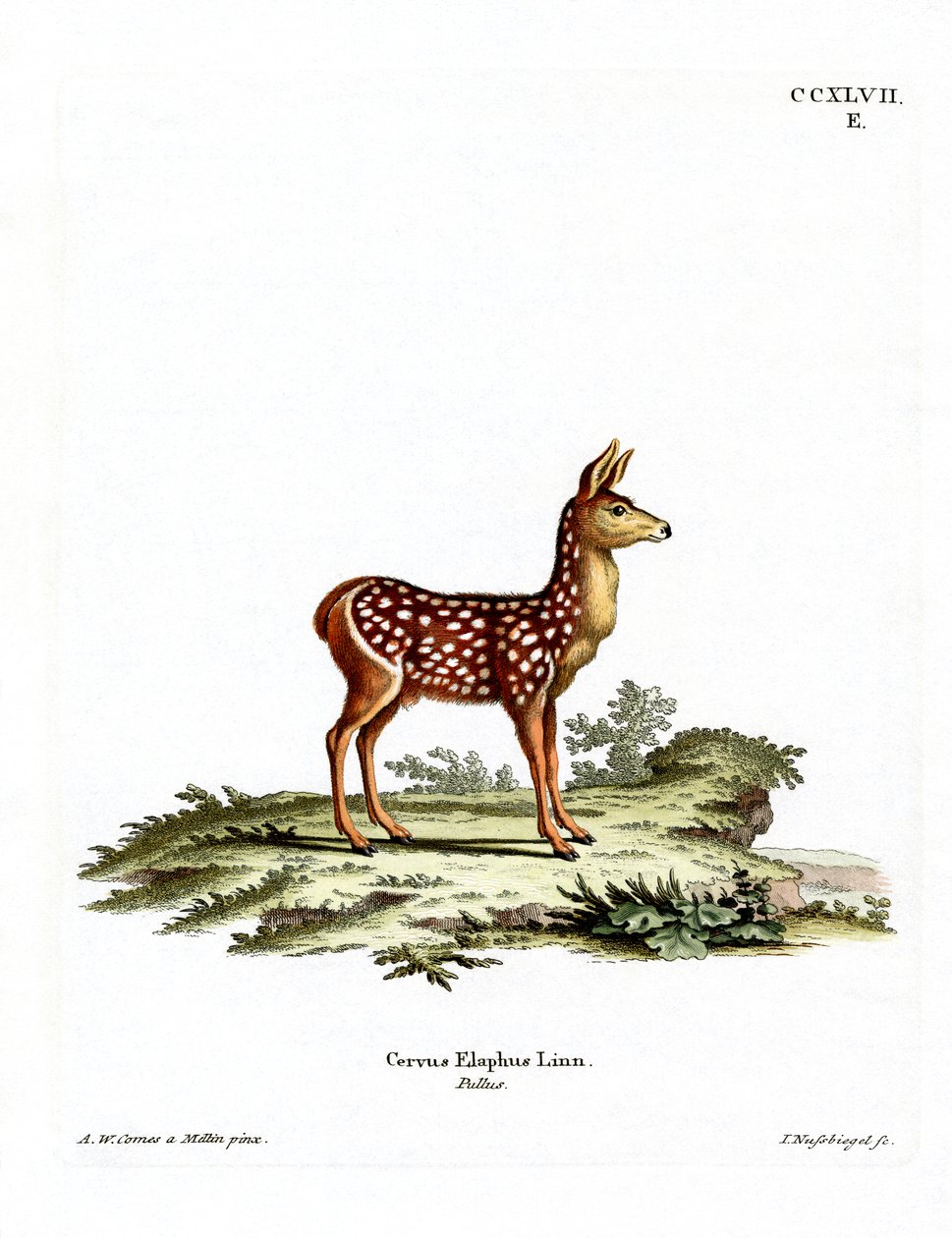 Faon de cerf rouge - German School