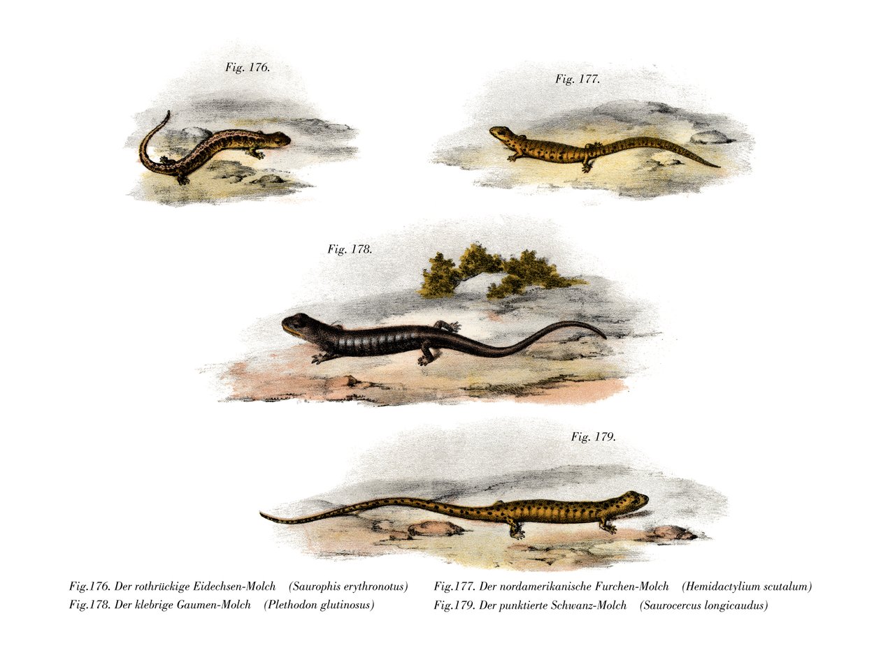 Salamandre à dos rouge - German School
