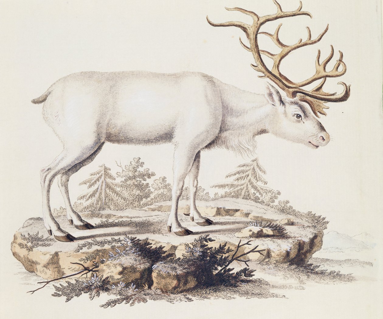 Renne (Cervus tarandus), de Mammifères illustrés de la Nature avec descriptions, par Johann Christian Daniel von Schreber (1739-1810), gravure par I Nufsbiegel, volume 5, table 248-C, Allemagne - German School