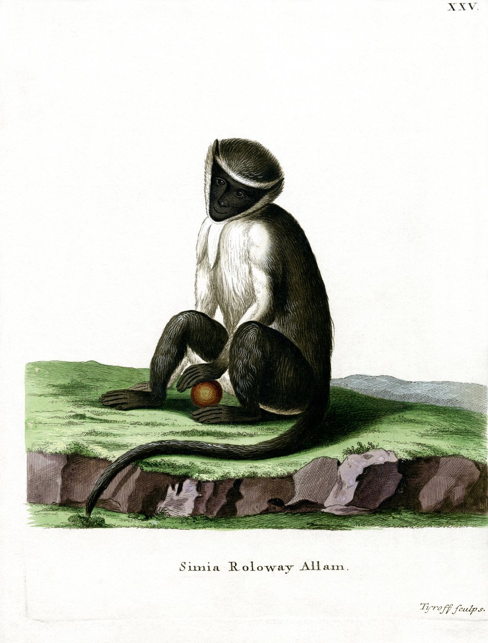 Guenon Roloway - German School