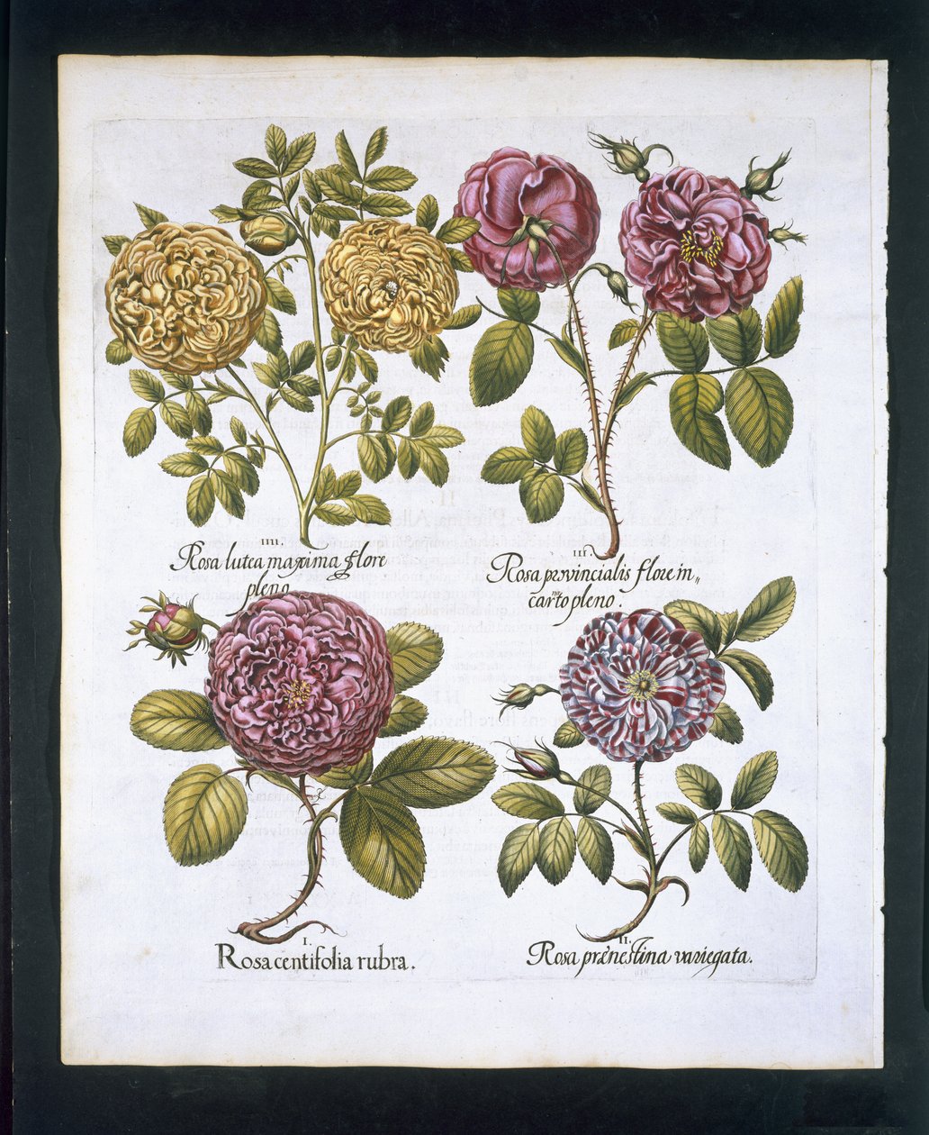 Roses, planche 95 de Hortus Eystettensis par Basil Besler (1561-1629) publié en 1613 - German School