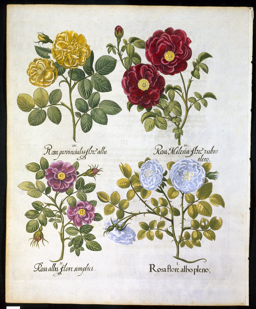 Roses, planche 96 de Hortus Eystettensis par Basil Besler (1561-1629) publié en 1613 - German School