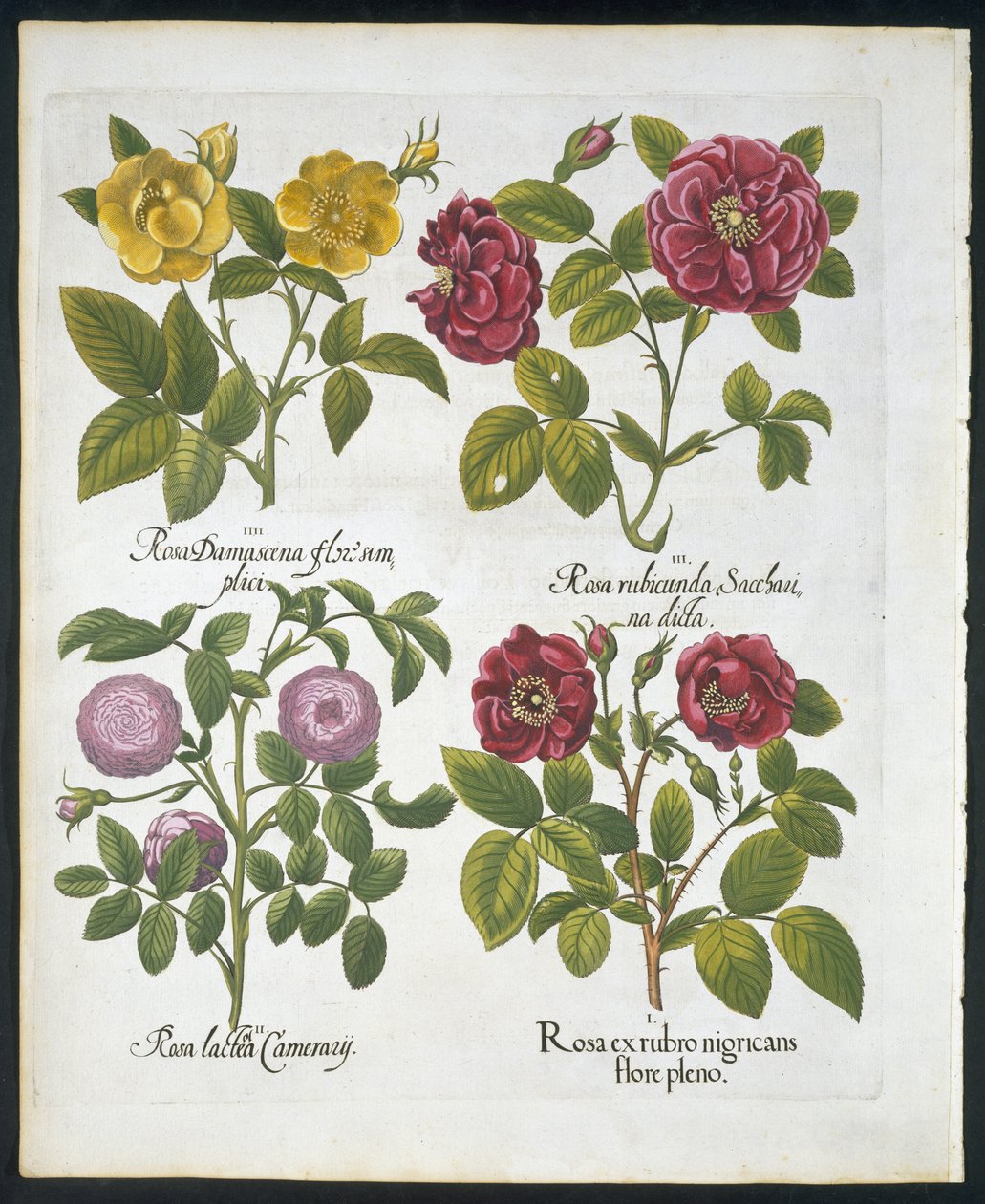 Roses, planche 96 de Hortus Eystettensis par Basil Besler (1561-1629) publié en 1613 - German School