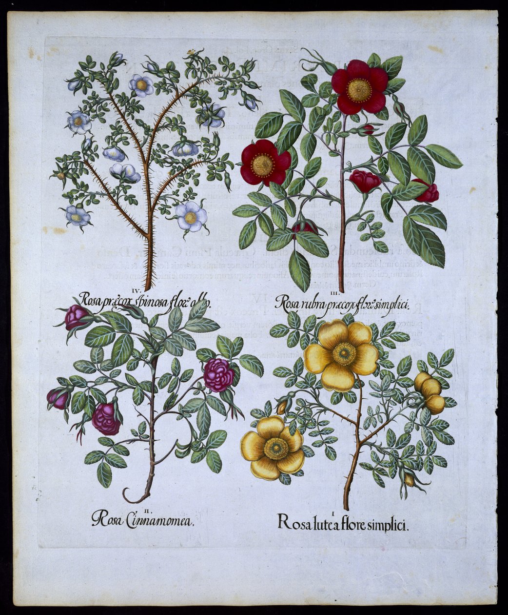 Roses, planche 98 de Hortus Eystettensis par Basil Besler (1561-1629) publié en 1613 - German School