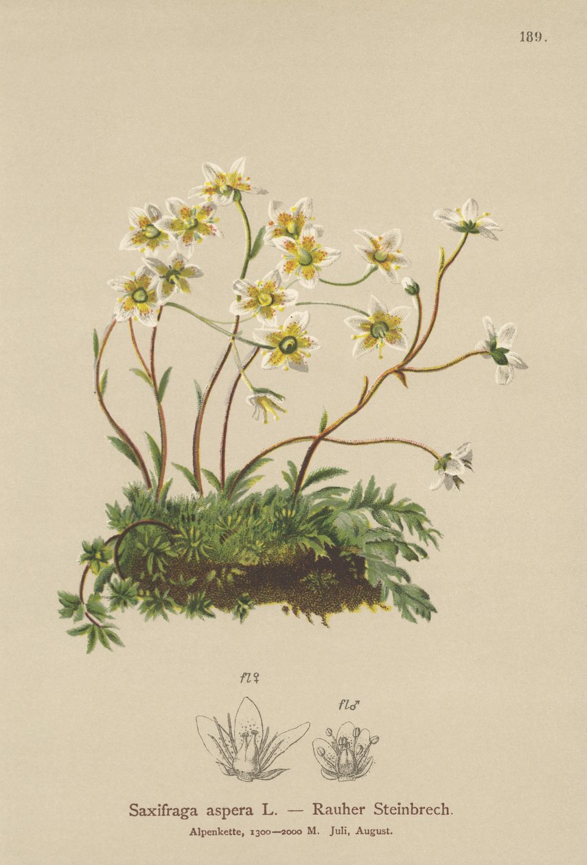 Saxifrage rugueuse (Saxifraga aspera) - German School