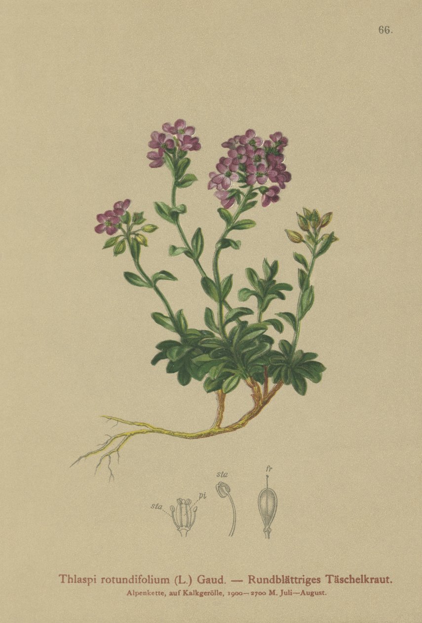 Tabouret à feuilles rondes (Thlaspi rotundifolium, Noccaea rotundifolia, Thlaspi cepaeifolium subsp. rotundifolium) - German School