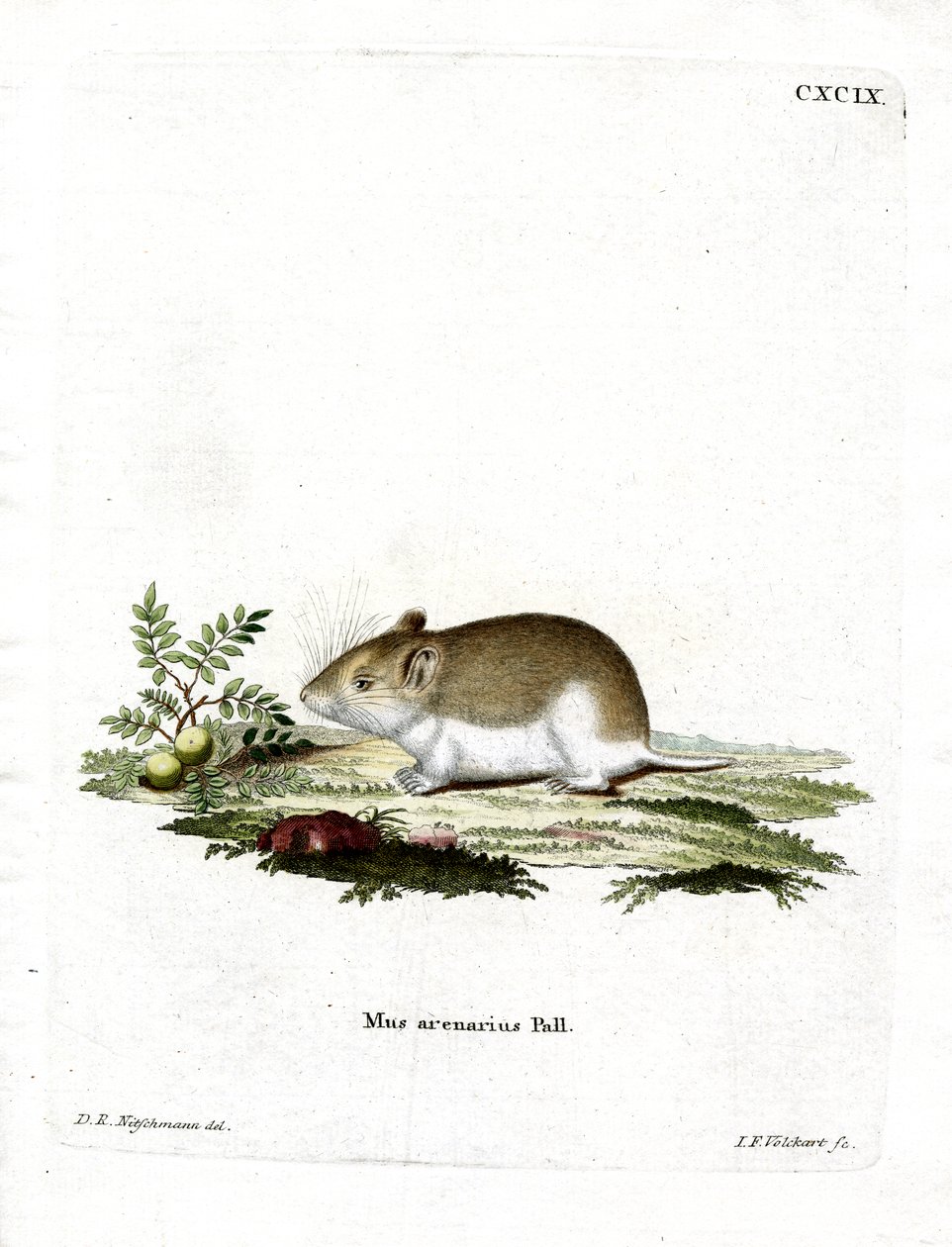 Rat-taupe sablonneux - German School