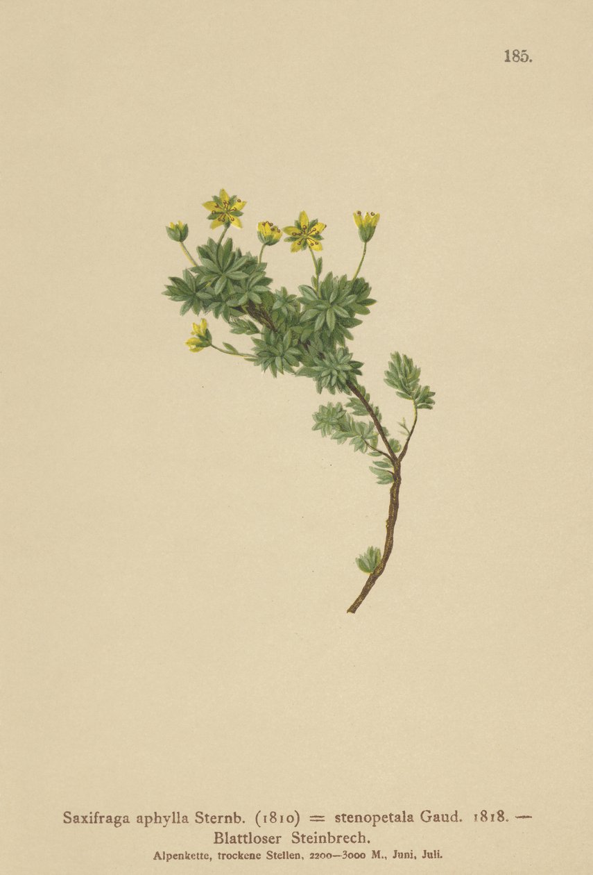 Saxifrage (Saxifraga aphylla, Saxifraga stenopetala) - German School