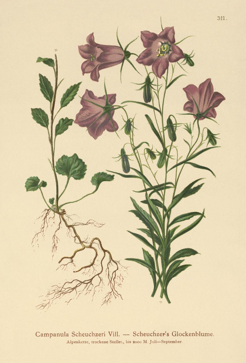Campanule de Scheuchzer (Campanula Scheuzeri) - German School