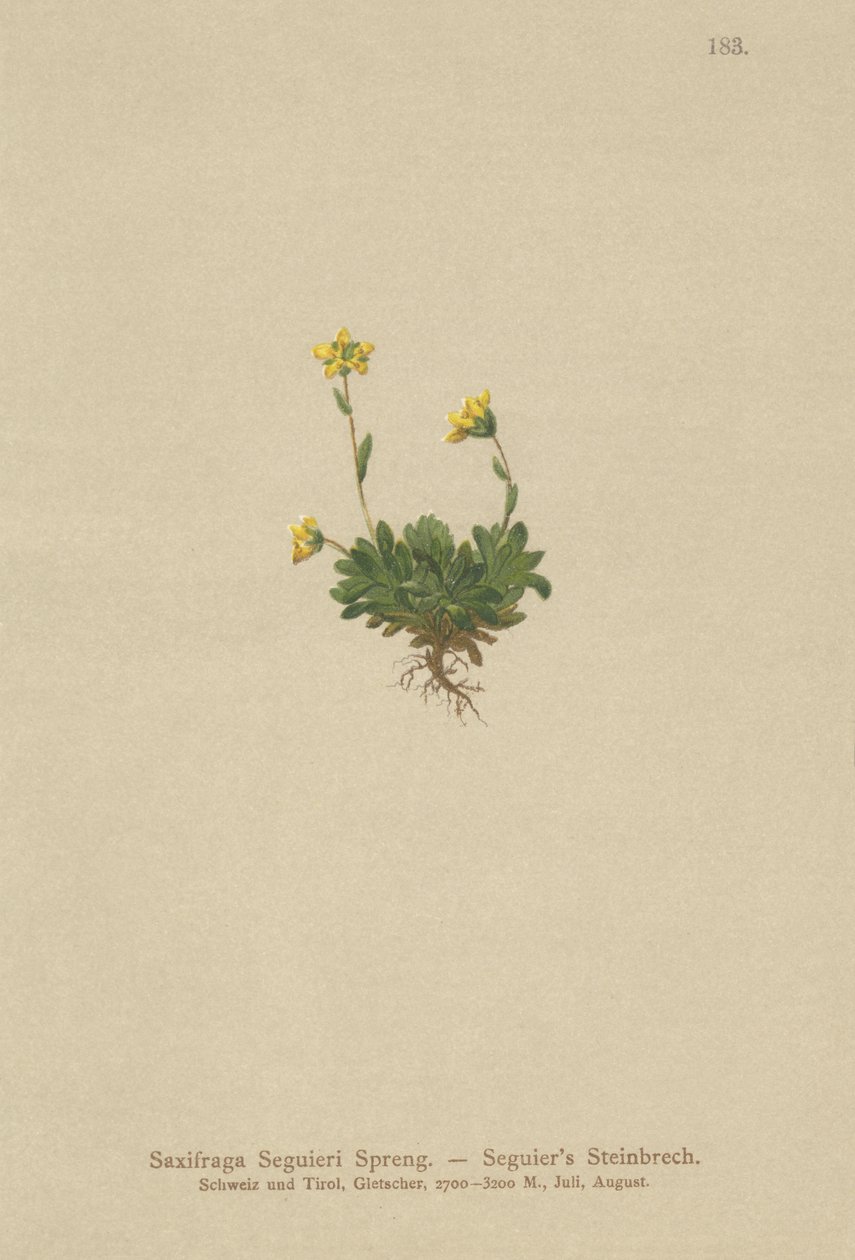 Saxifrage de Seguier (Saxifraga Seguieri) - German School