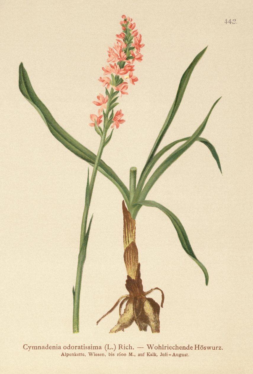 Orchis odorant à éperon court (Gymnadenia odoratissima) - German School