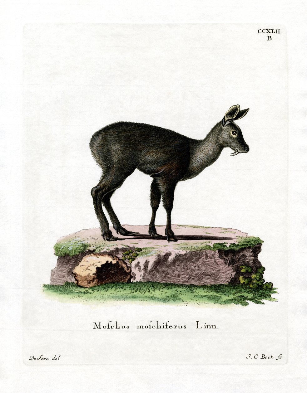 Cerf porte-musc de Sibérie - German School
