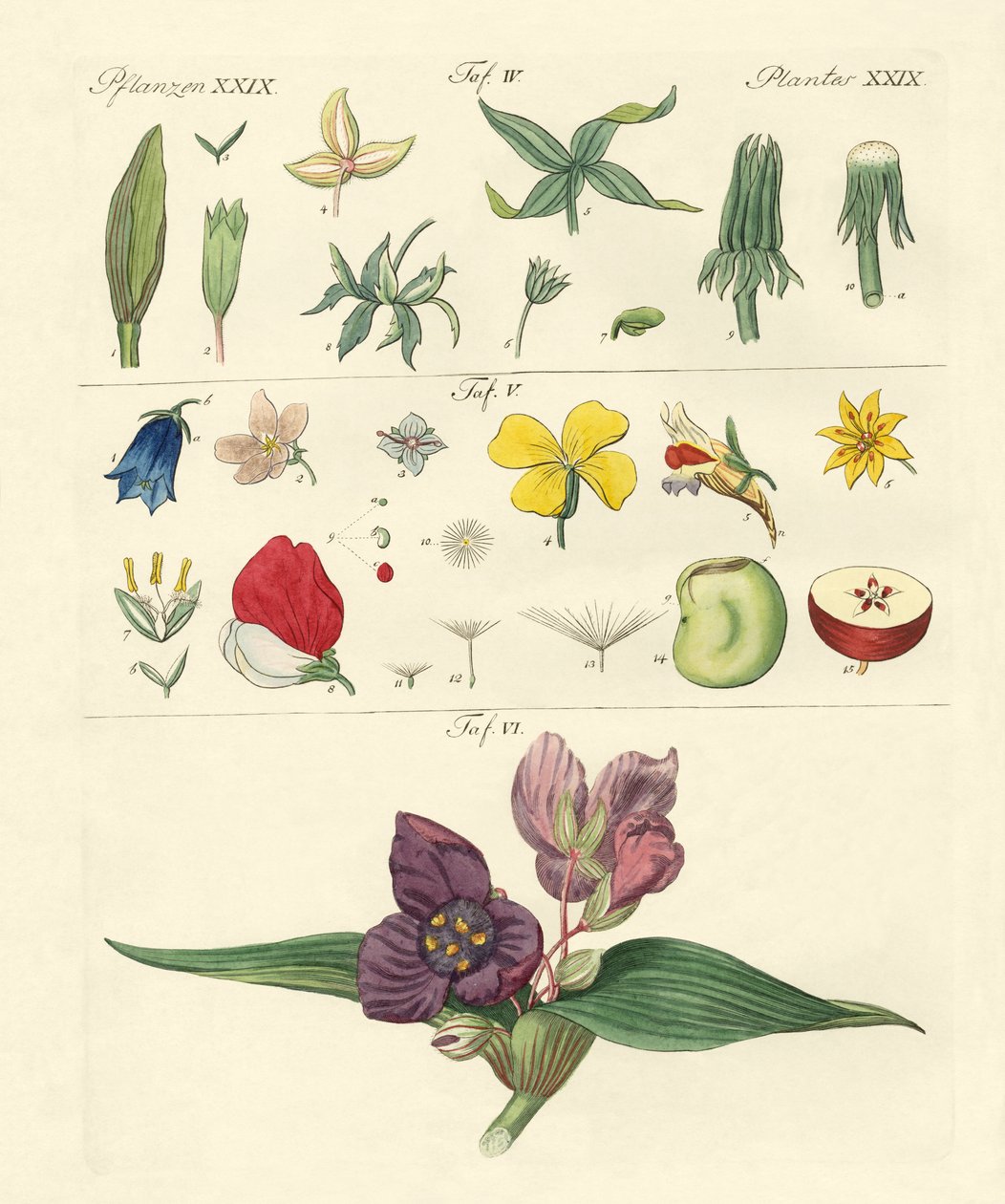 Parties de fleurs individuelles - German School