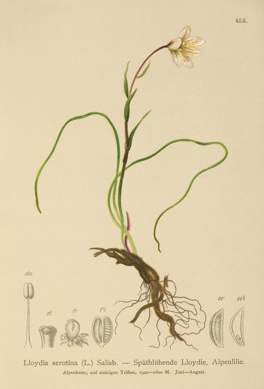 Lis de Snowdon (Lloydia serotina, Gagea serotina, Lloydia alpina, Lloydia striata) - German School