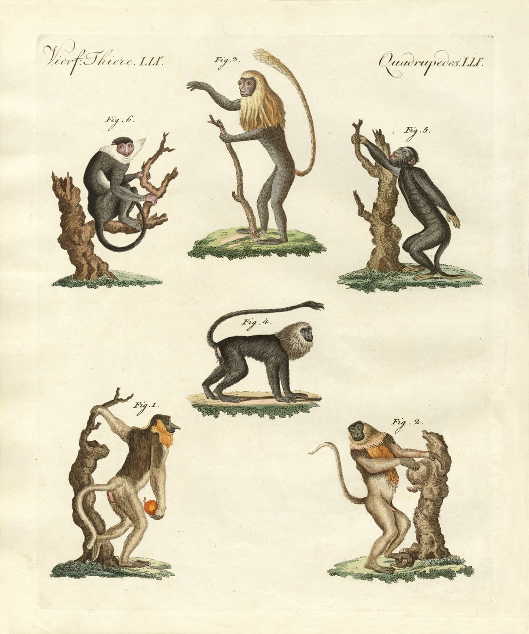 Quelques sortes de singes - German School