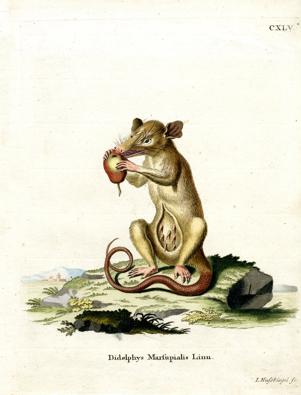 Opossum méridional - German School