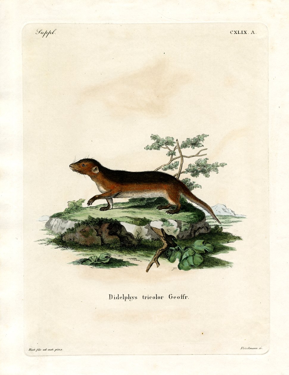 Opossum à flancs rouges du Sud - German School