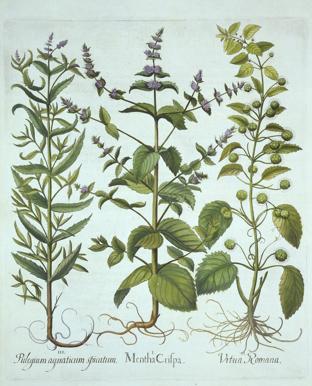 Menthe verte, ortie romaine et menthe chevaline à feuilles longues, de Hortus Eystettensis, par Basil Besler (1561-1629), pub. 1613 - German School