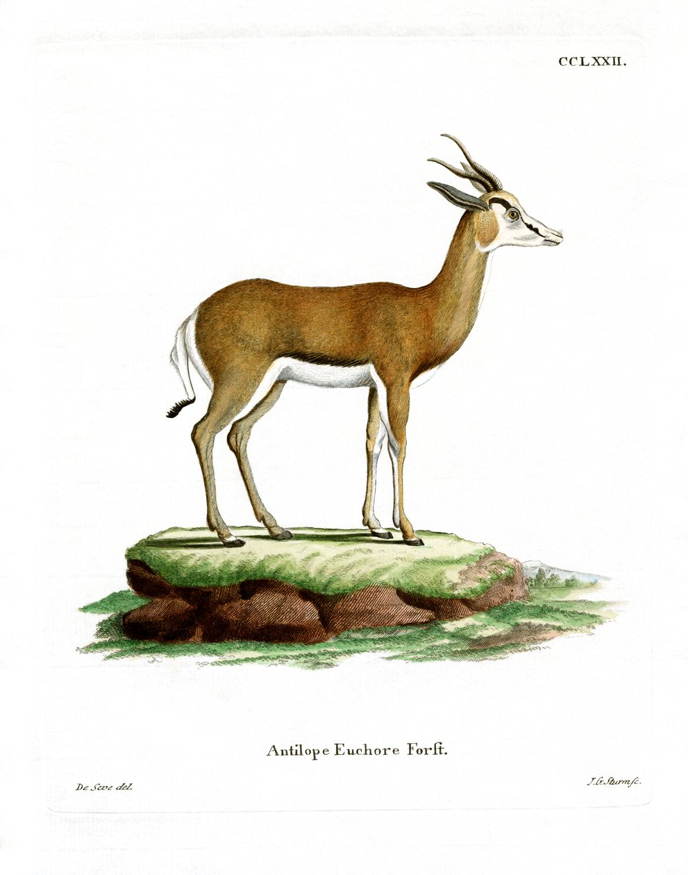 Springbok - German School