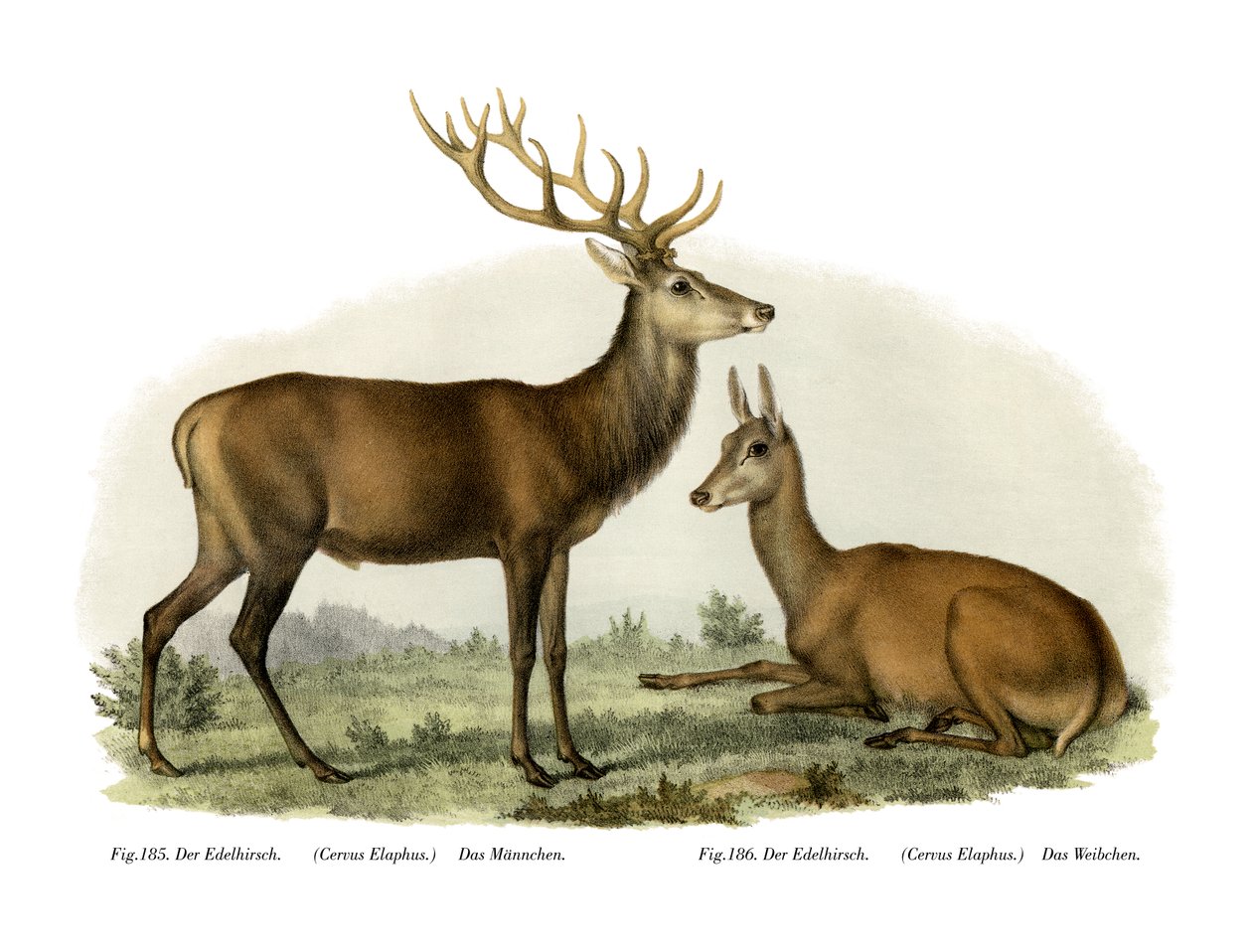 Cerf, 1860 - German School