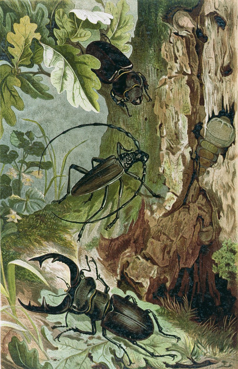 Lucane et Longicorne, planche de Brehms Tierleben: Allgemeine Kunde des Tierreichs, vol.9, p.80, publié par Bibliographisches Institut, 1892 - German School