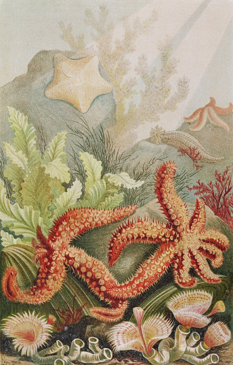 Étoile de mer, planche de Brehms Tierleben: Allgemeine Kunde des Tierreichs, vol.10, p.528, publié par Bibliographisches Institut, 1893 - German School