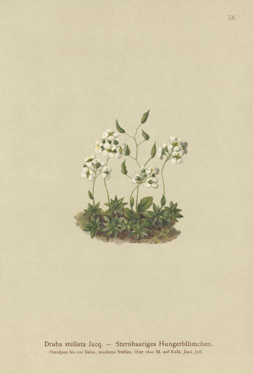 Drave étoilée (Draba stellata) - German School