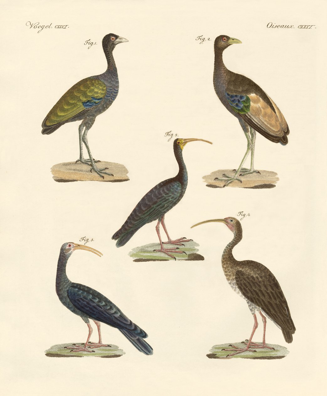 Étranges oiseaux brésiliens - German School