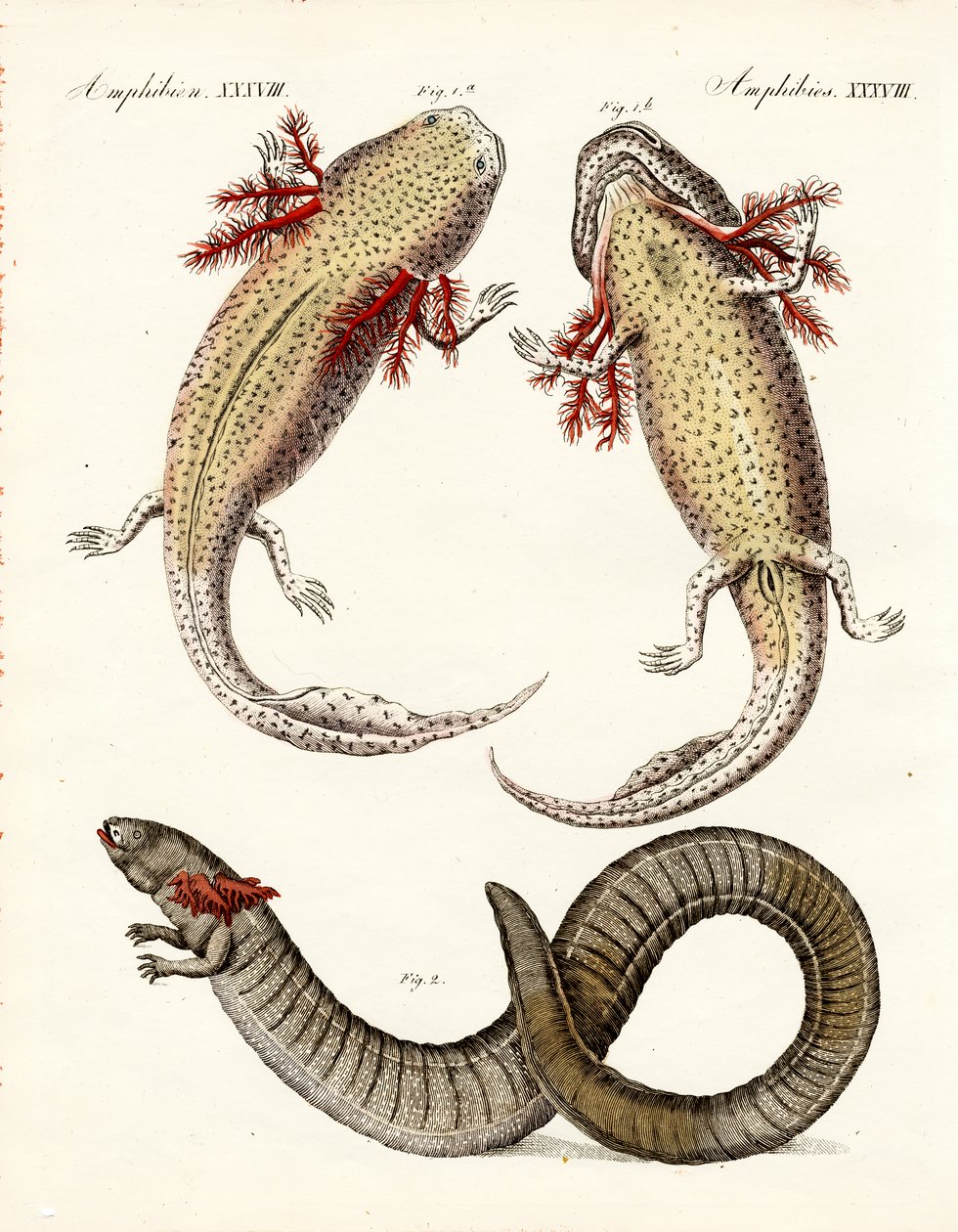 Étranges amphibiens (gravure en couleur) - German School